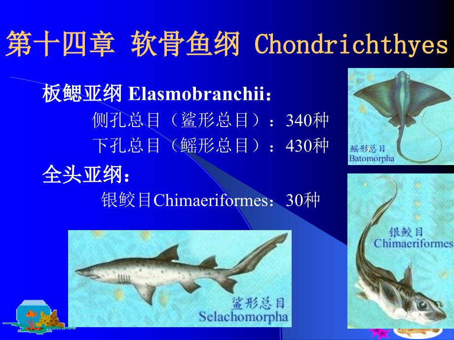 第十三部分圆口纲Cyclosyomata教学课件资料讲解_第4页