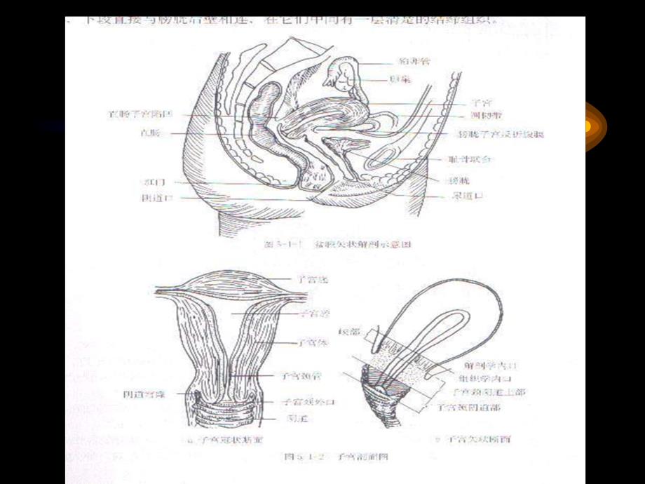 妇科超声教案资料_第3页