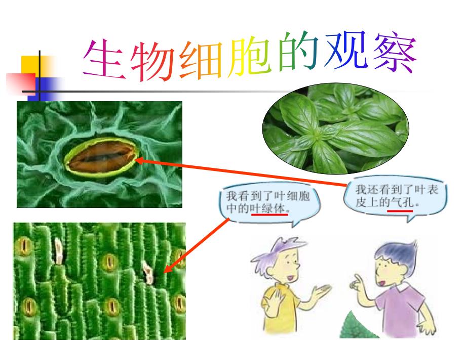 《用显微镜观察身边的生命世界(二)》ppt.教学文案_第3页