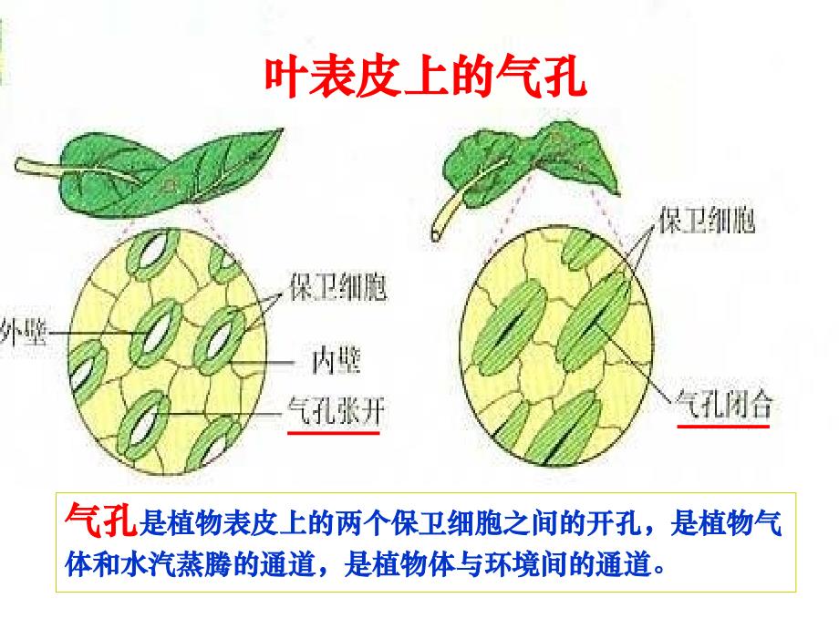 《用显微镜观察身边的生命世界(二)》ppt.教学文案_第4页