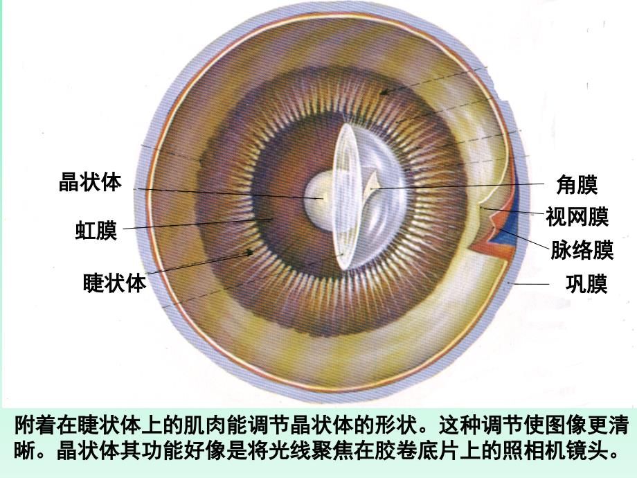 感受器和感觉器官教学提纲_第3页