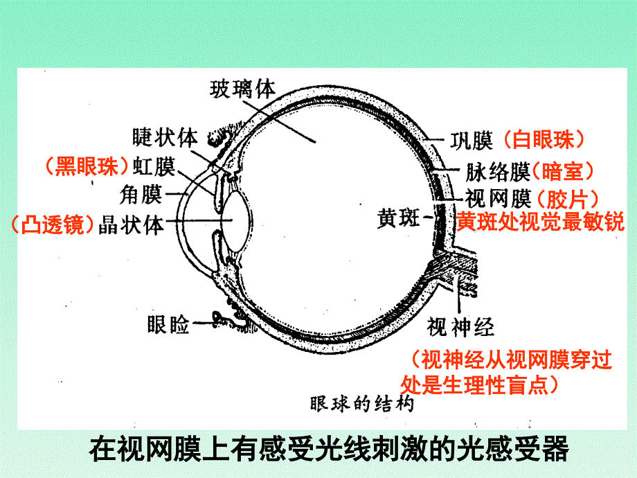 感受器和感觉器官教学提纲_第4页