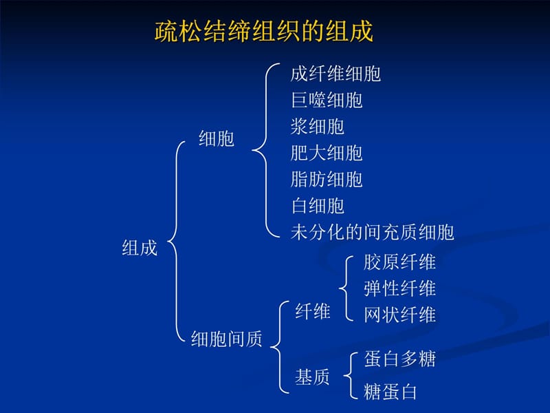 固有结缔组织教学文稿_第5页