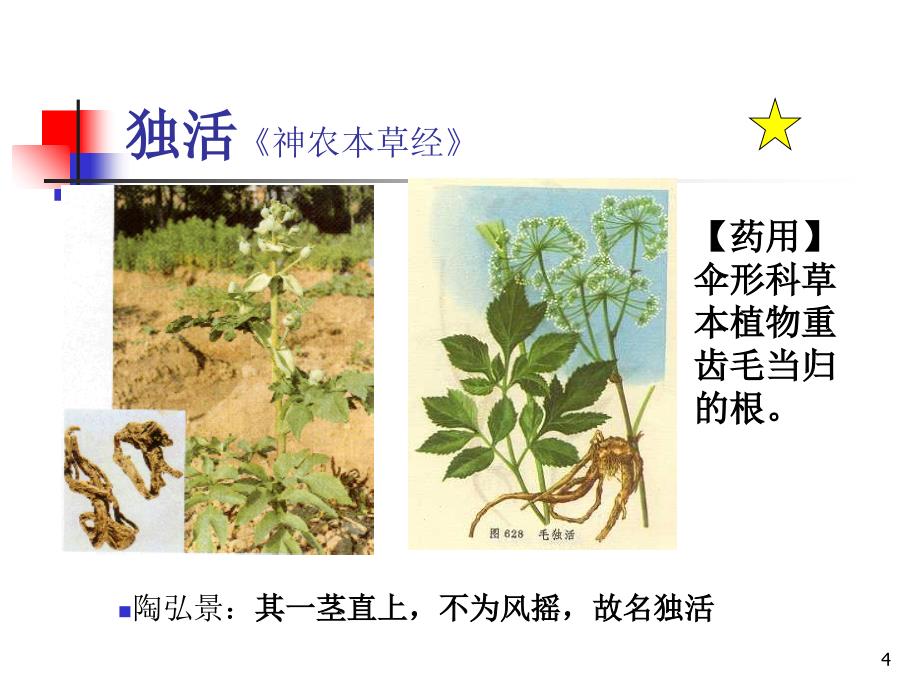 《祛风湿药》PPT课件教学文稿_第4页