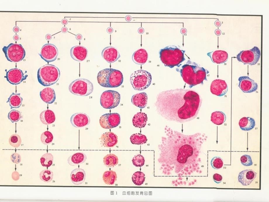 正常血细胞形态学.ppt_第5页