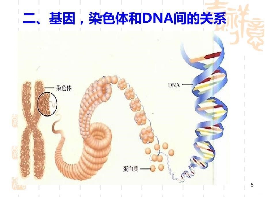 生物的遗传和变异复习PPT课件_第5页