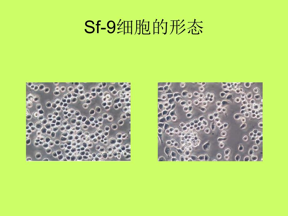 Sf9细胞的培养及转染演示教学_第4页