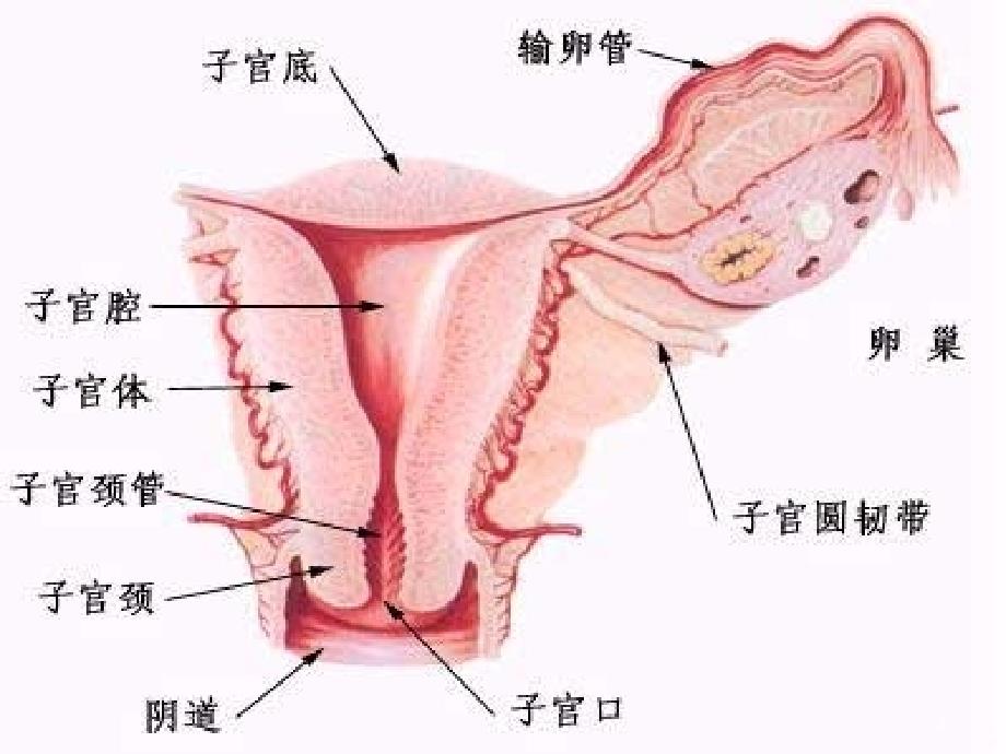 月经及其调节PPT课件_第3页