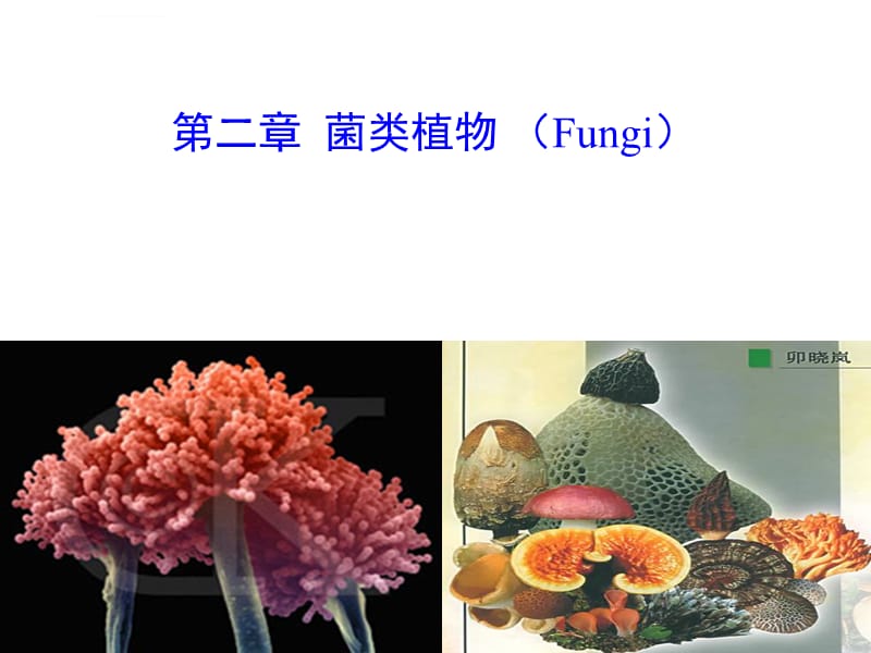 植物分类学―菌类植物(上课版)_第1页