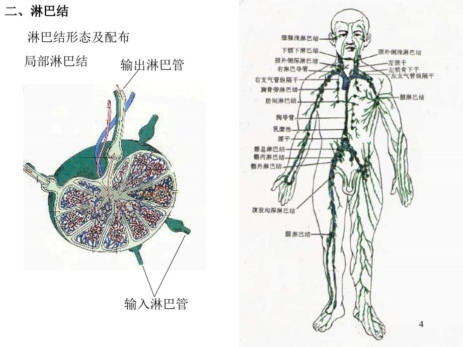 二章淋巴系统上课讲义_第4页