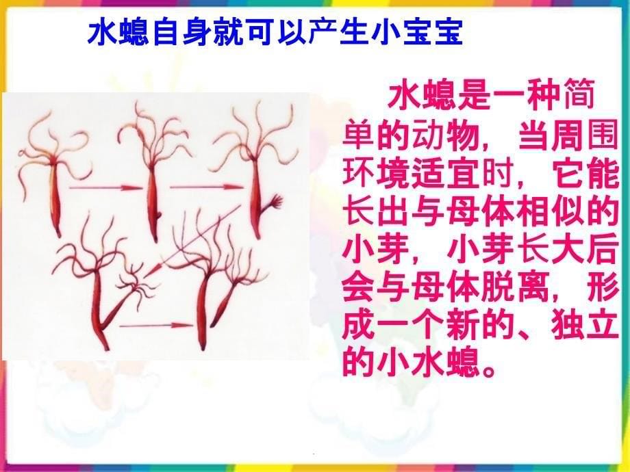 冀教版五年级科学下册6.小鸟与小猫ppt课件_第5页