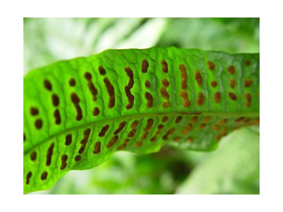 第二节种子植物学习资料_第3页