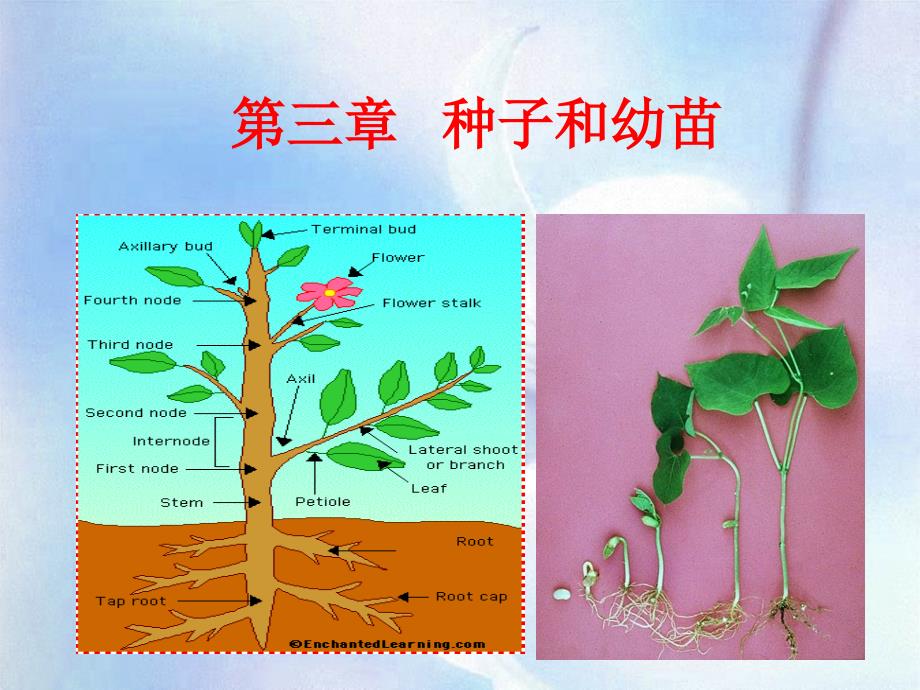 植物学教学课件4--植物种子和幼苗_第1页