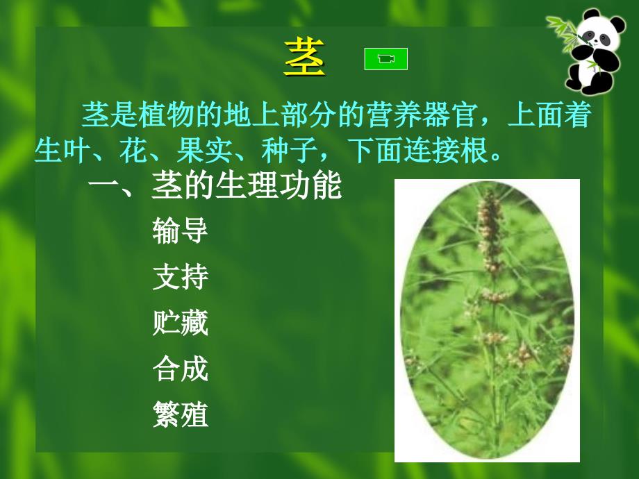 《植物学》课件：茎讲课稿_第2页