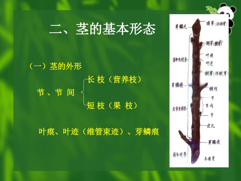 《植物学》课件：茎讲课稿_第3页