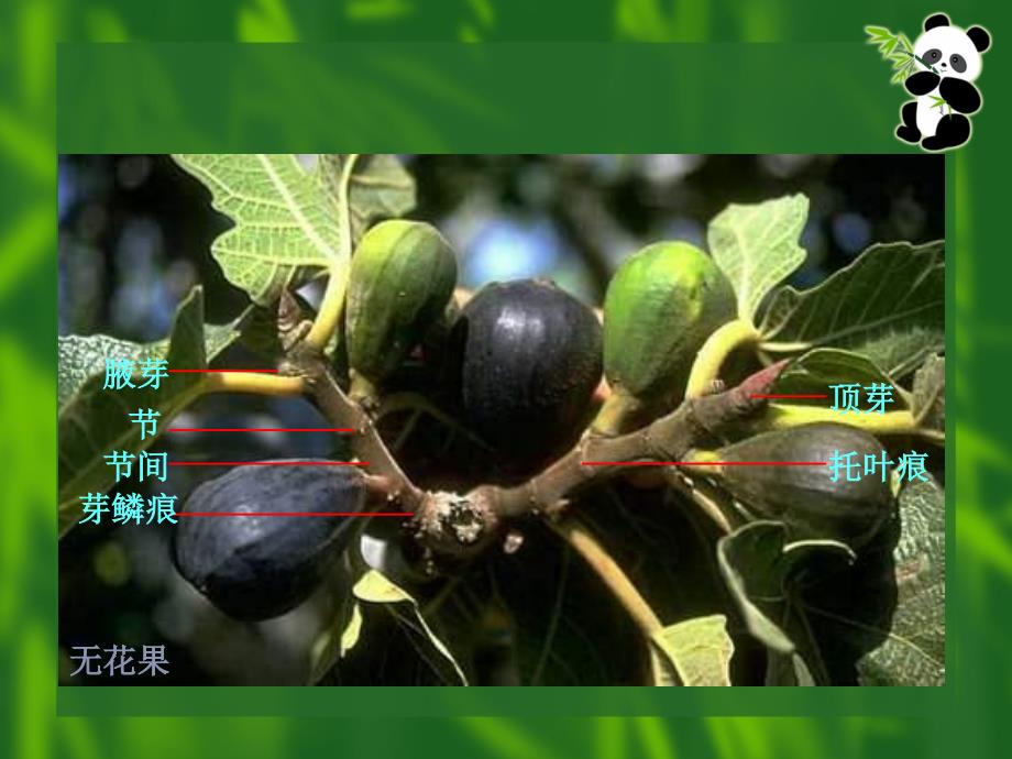 《植物学》课件：茎讲课稿_第4页