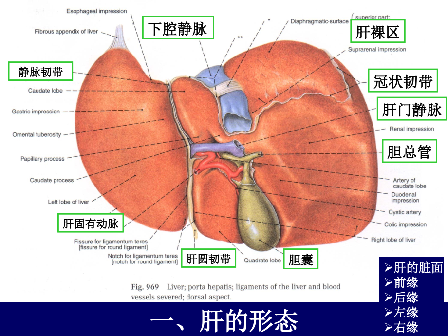 肝和胆囊的断层解剖-腹部断层解剖学人体断层解剖学ppt课件_第4页