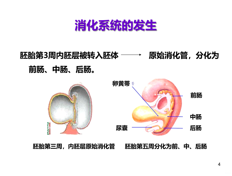 胎儿消化系统超声检查PPT课件_第4页