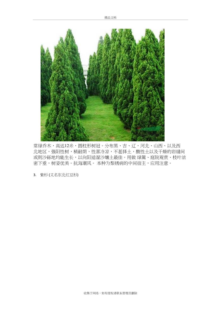 东北常用30种景观植物教学文案_第3页