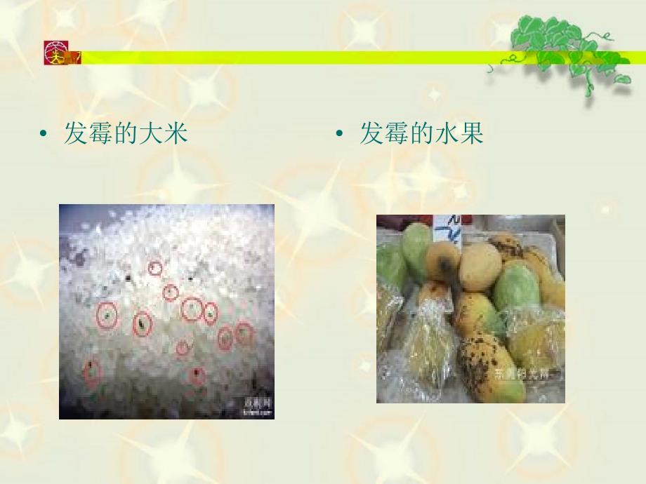 四章二节细菌教学讲义_第4页