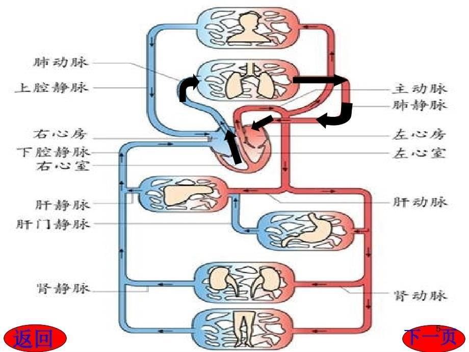 七年级生物物质运输的途径教学提纲_第5页