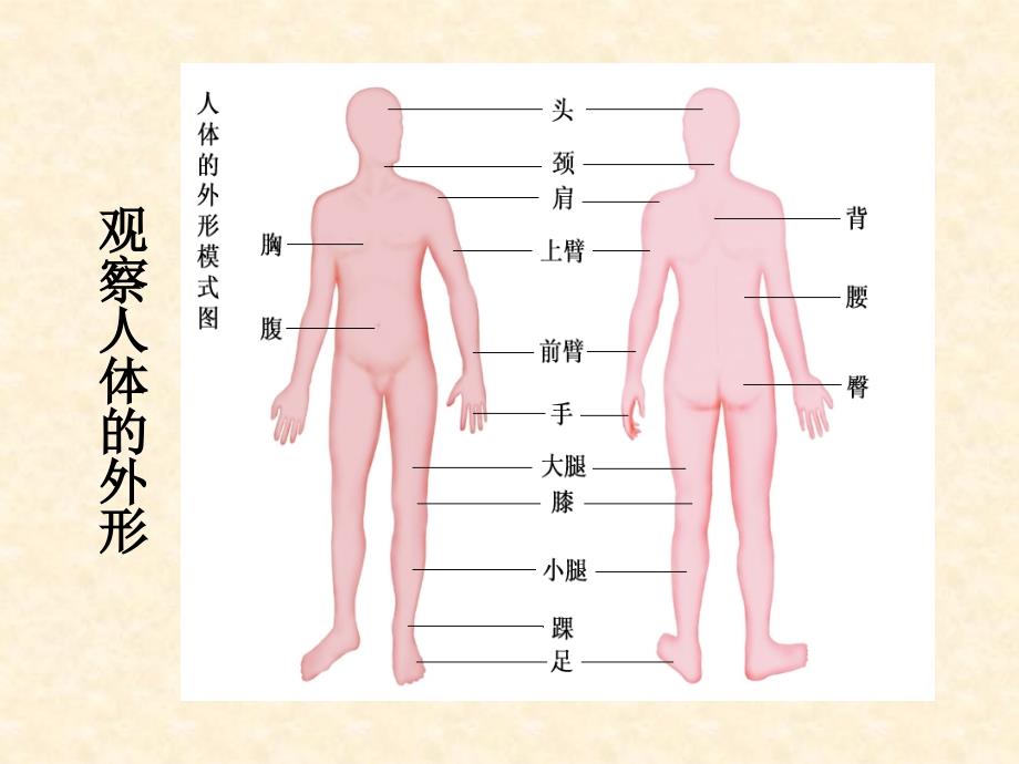 七年级下册9.2人体的组成电子教案_第3页