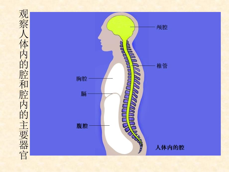 七年级下册9.2人体的组成电子教案_第4页