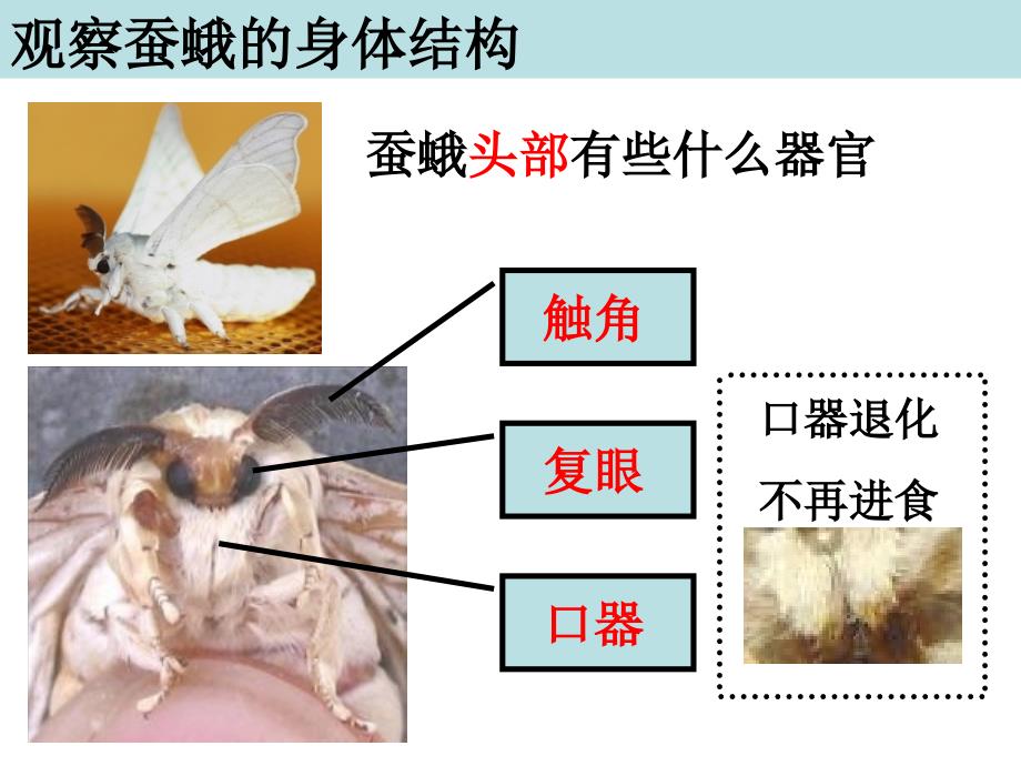 教科版三年级下册二单元4课幻灯片课件_第4页