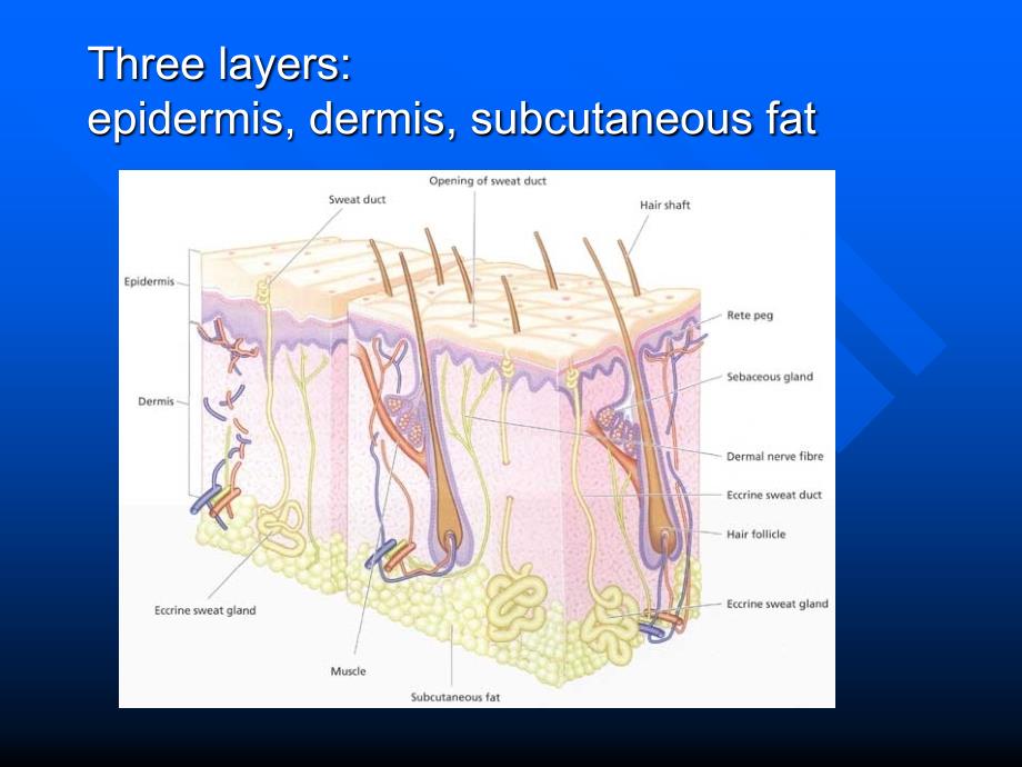 皮肤的构造与功能说课材料_第4页