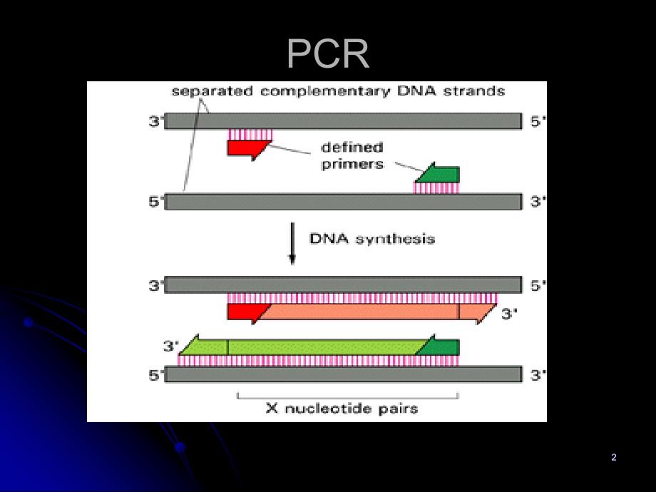 三节聚合酶链反应polymerasechainreactionPCR演示教学_第2页