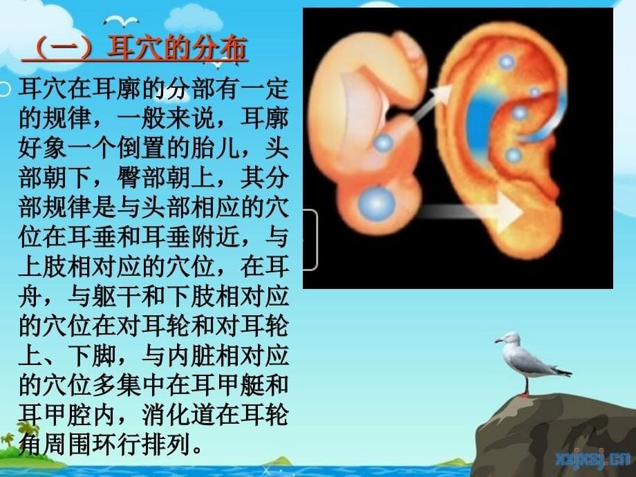 中医技术操作规程(耳穴压豆、艾灸法)资料讲解_第5页
