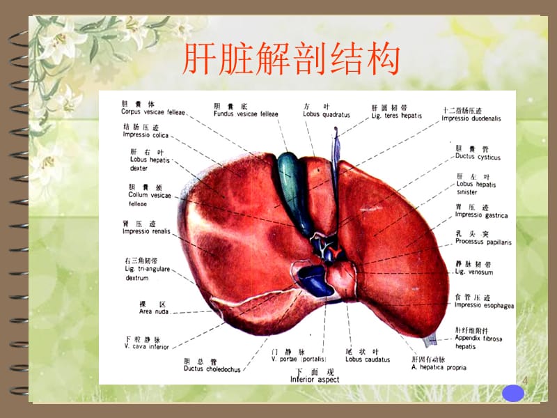 介绍原发性肝癌PPT课件_第4页