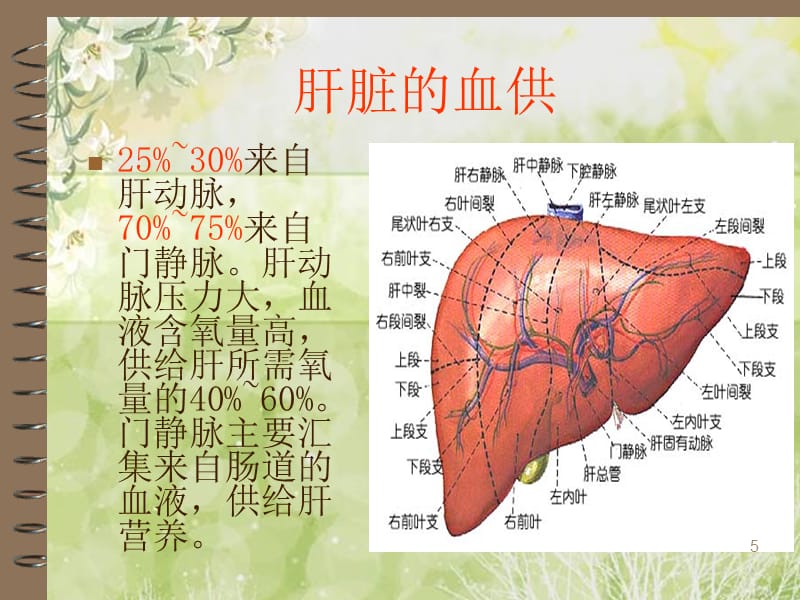 介绍原发性肝癌PPT课件_第5页