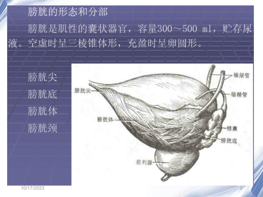 膀胱癌的CT诊断PPT课件_第3页