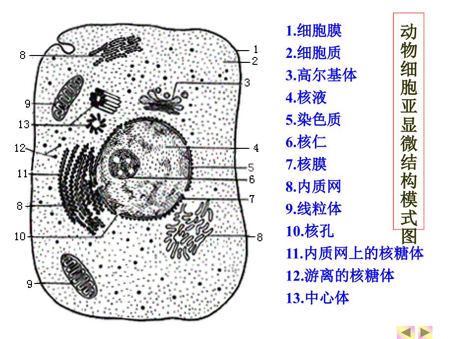 一轮复习细胞器教学内容_第3页