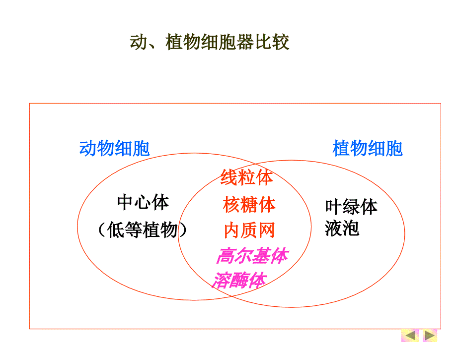 一轮复习细胞器教学内容_第4页