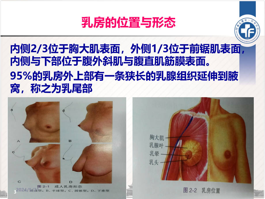 乳房及腋窝解剖PPT课件_第3页
