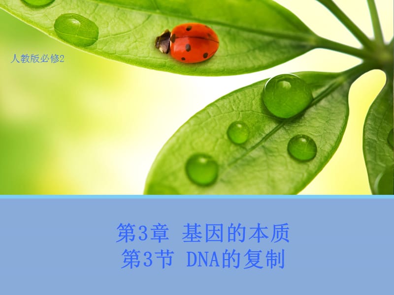 生物dna的复制人教版必修讲课资料_第1页