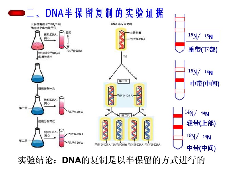 生物dna的复制人教版必修讲课资料_第5页