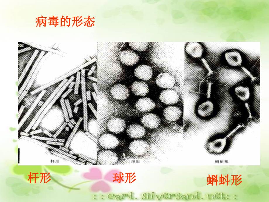 四节神奇的微生物教案资料_第4页