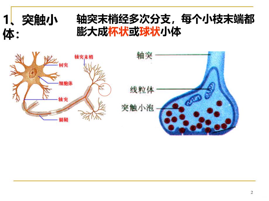 兴奋在神经元之间的传递PPT课件_第2页