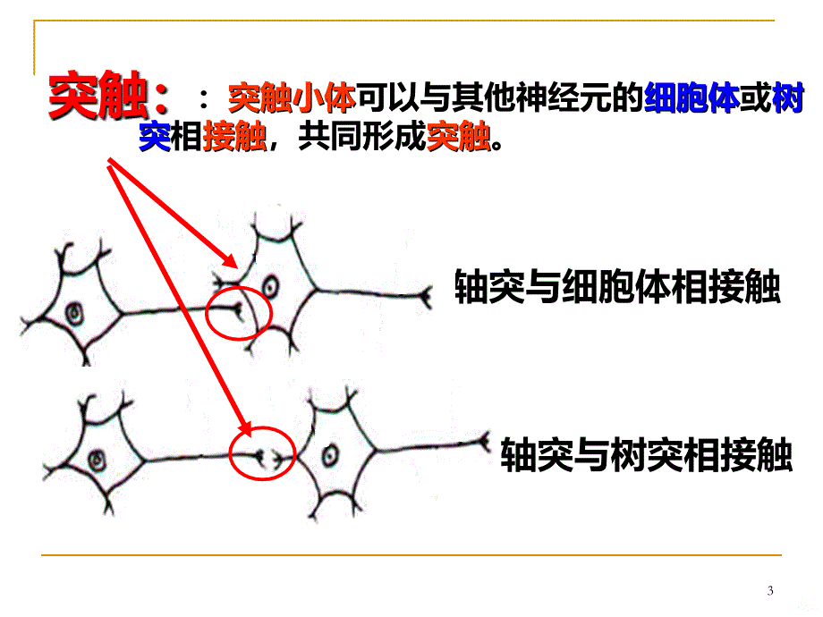 兴奋在神经元之间的传递PPT课件_第3页