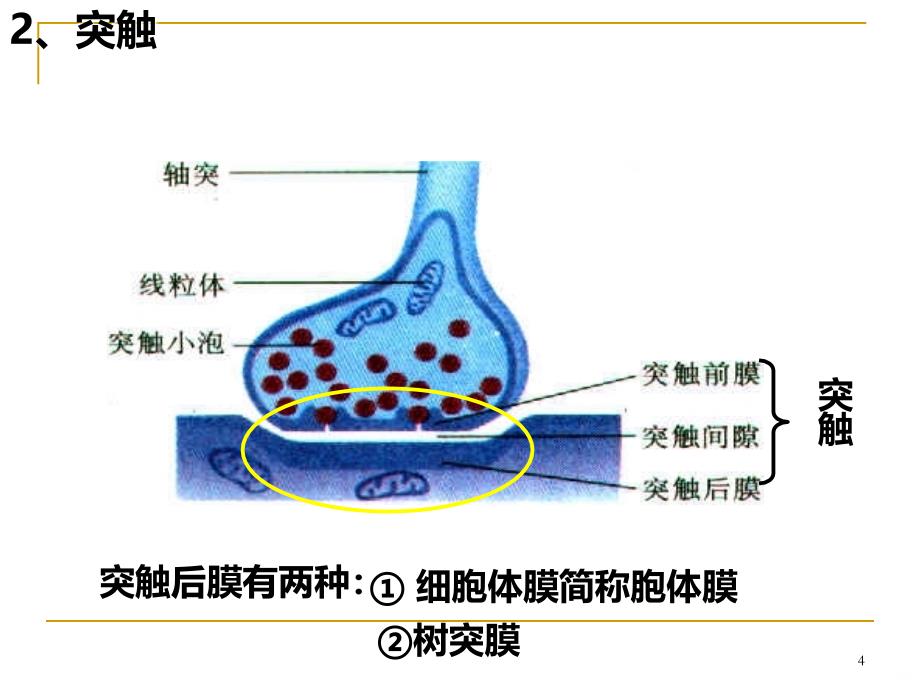 兴奋在神经元之间的传递PPT课件_第4页