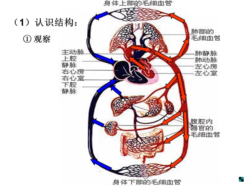 认识结构演示教学_第1页