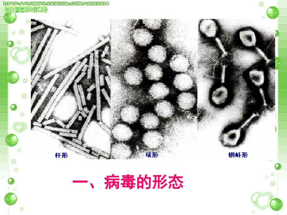 细菌、真菌和病毒（已审核）._第4页