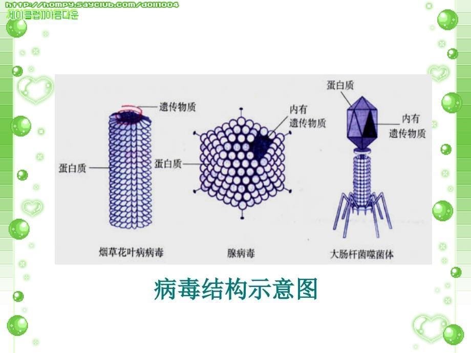 细菌、真菌和病毒（已审核）._第5页