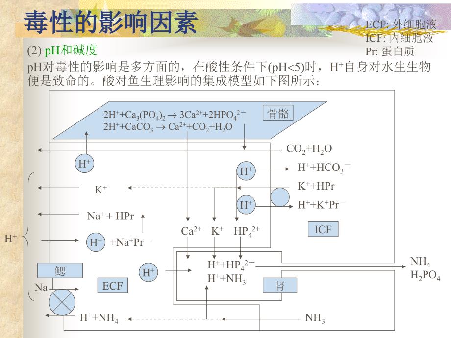 生态毒理学研究方法教学讲义_第4页