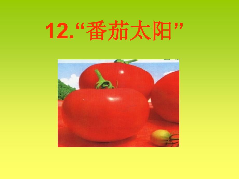 12《番茄太阳》_第1页