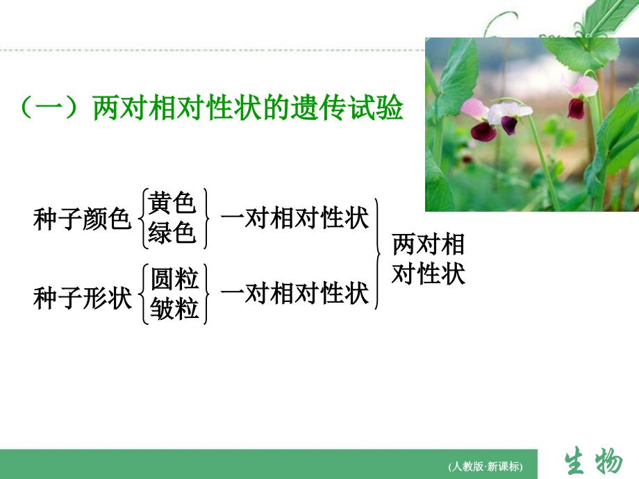 两对相对性状的杂交实验教学文案_第2页