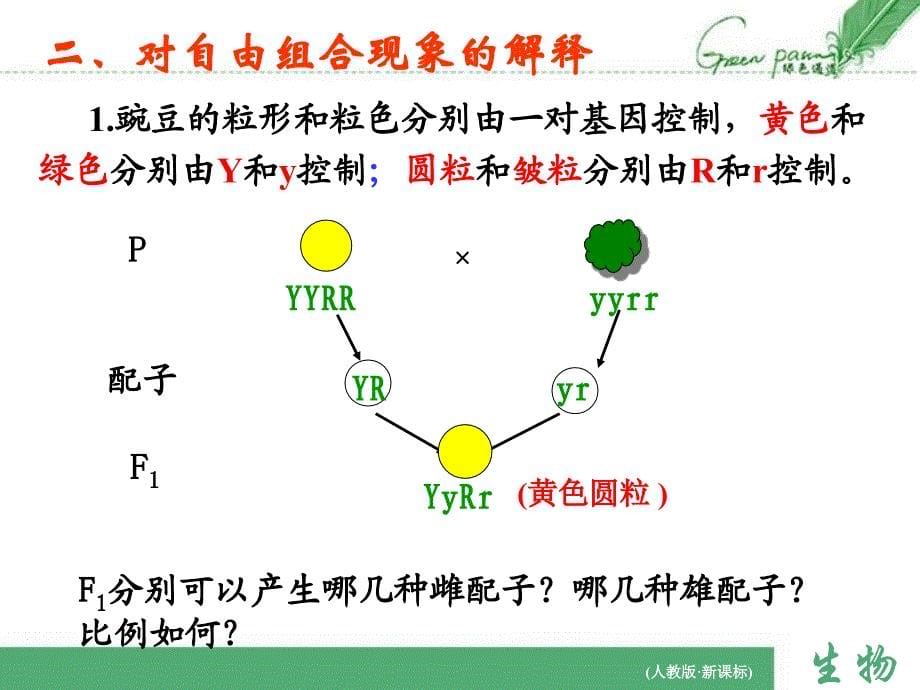 两对相对性状的杂交实验教学文案_第5页